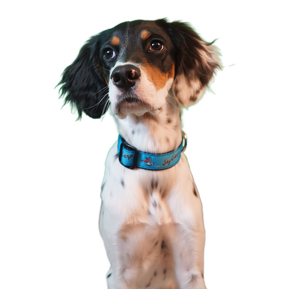 Beloit Sky Carp Blue Home Dog Collar