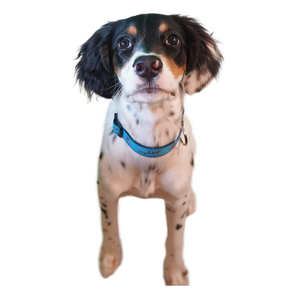 Beloit Sky Carp Blue Home Dog Collar